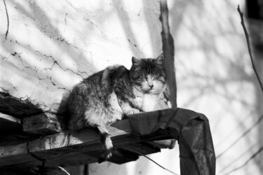 Photography titled "Nappy happy cat" by Arnaud Dubois, Original Artwork, Analog photography