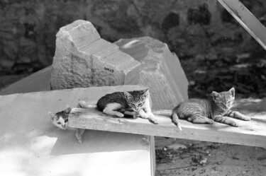 Photographie intitulée "agora de chats" par Arnaud Dubois, Œuvre d'art originale, Photographie argentique