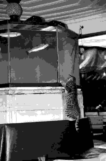 Photographie intitulée "Chat chassant" par Arnaud Dubois, Œuvre d'art originale, Photographie argentique