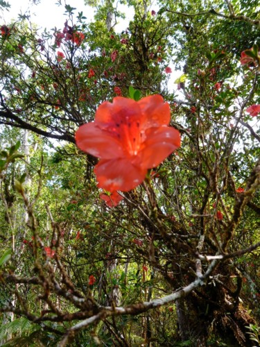 Photography titled "Hawaii" by Arnaud Thévenin, Original Artwork