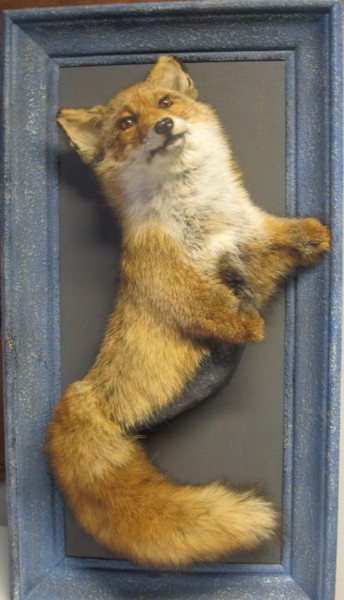 Sculpture intitulée "taxidermie" par Satorra, Œuvre d'art originale, Autre