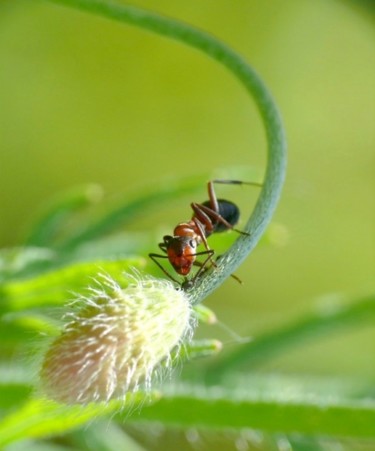 Photographie intitulée "fourmi" par Aronaturel(Aronaturel.Jed.St), Œuvre d'art originale