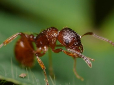 Photographie intitulée "fourmi rouge" par Aronaturel(Aronaturel.Jed.St), Œuvre d'art originale