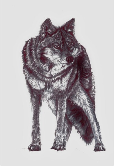 Drawing titled "Loup" by Arsla Matthieu, Original Artwork, Ballpoint pen