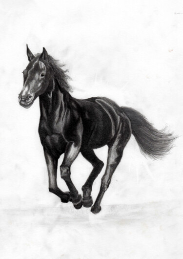 Drawing titled "Cheval" by Arsla Matthieu, Original Artwork, Pencil