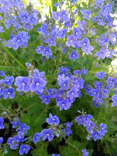 Fotografia intitolato "Blue flowers" da Art-Teodora, Opera d'arte originale, Fotografia digitale