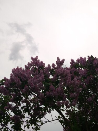 Fotografia intitolato "lilac bush" da Art-Teodora, Opera d'arte originale, Fotografia digitale