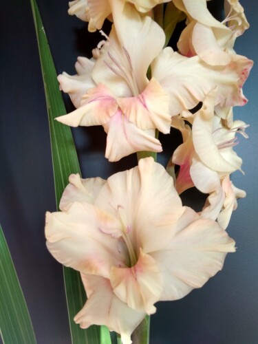 Fotografie mit dem Titel "cream gladiolus" von Art-Teodora, Original-Kunstwerk, Digitale Fotografie