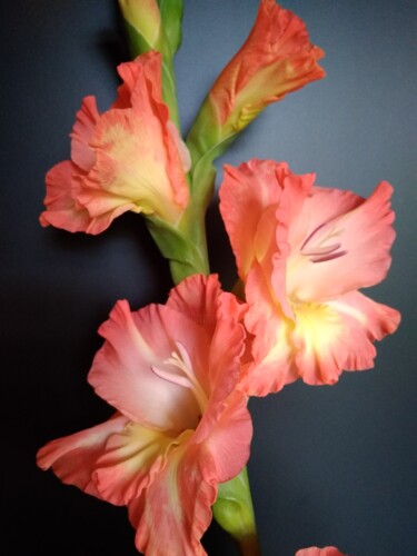 Fotografie mit dem Titel "gladiolus 2" von Art-Teodora, Original-Kunstwerk, Digitale Fotografie