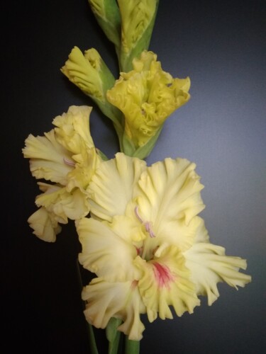 Фотография под названием "gladiolus 3" - Art-Teodora, Подлинное произведение искусства, Цифровая фотография
