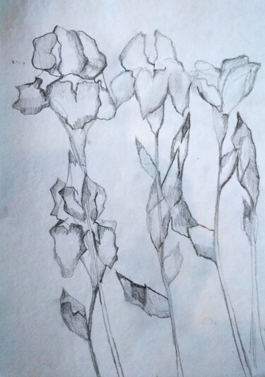 Drawing titled "A study of Irises" by Art-Teodora, Original Artwork, Pencil