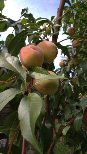 Fotografie mit dem Titel "peaches" von Art-Teodora, Original-Kunstwerk, Digitale Fotografie