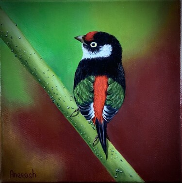 Painting titled "Pin tailed Manakin" by Anerosh, Original Artwork, Oil Mounted on Wood Panel