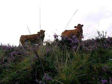 Photographie intitulée "Un été dans L'Aubrac" par Ludovic Cussigh, Œuvre d'art originale, Photographie numérique