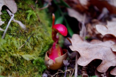 Photographie intitulée "Germination" par Ludovic Cussigh, Œuvre d'art originale, Photographie numérique