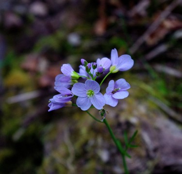 Photographie intitulée "Fleurs sous bois" par Ludovic Cussigh, Œuvre d'art originale, Photographie numérique