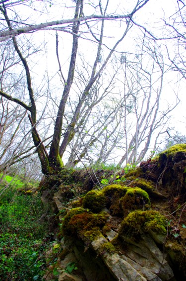 Photographie intitulée "Rochers et Arbres" par Ludovic Cussigh, Œuvre d'art originale, Photographie numérique