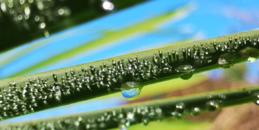 Photographie intitulée "Rosée matinale 3" par Ludovic Cussigh, Œuvre d'art originale, Photographie numérique