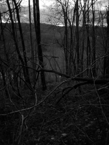 Photographie intitulée "Sous bois" par Ludovic Cussigh, Œuvre d'art originale, Photographie numérique