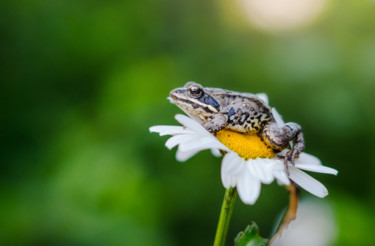 Photography titled "Little frog on a ca…" by Artcomma, Original Artwork