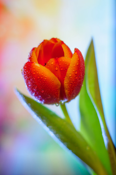 Photographie intitulée "One red tulip" par Artcomma, Œuvre d'art originale