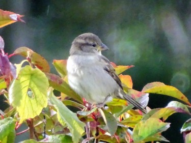 Fotografie mit dem Titel "Moineau Normandie" von Artcouleur S, Original-Kunstwerk, Digitale Fotografie