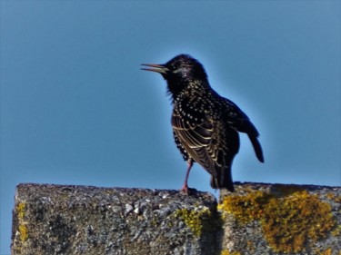 Photography titled "Etourneau Normandie" by Artcouleur S, Original Artwork, Digital Photography