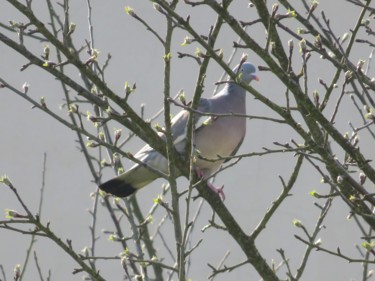 Photographie intitulée "Pigeon Normandie" par Artcouleur S, Œuvre d'art originale, Photographie numérique