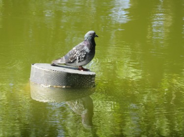 Photography titled "pigeon" by Artcouleur S, Original Artwork, Digital Photography