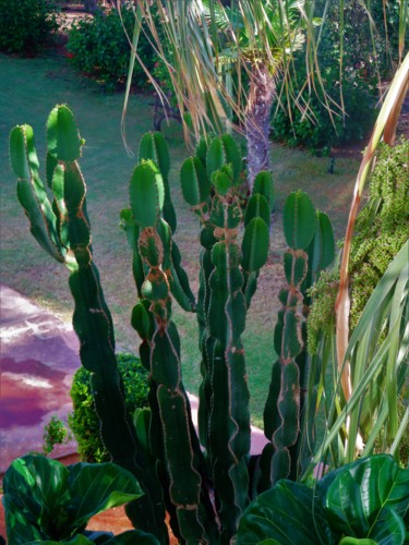 Photographie intitulée "Cactus" par Artcouleur S, Œuvre d'art originale, Photographie numérique