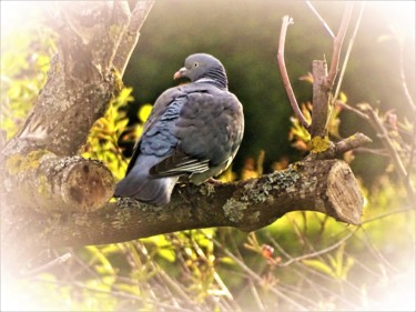 Photography titled "pigeon" by Artcouleur S, Original Artwork, Digital Photography