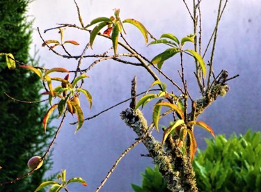 Photographie intitulée "Pêcher" par Artcouleur S, Œuvre d'art originale, Photographie numérique