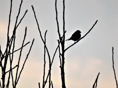 Photographie intitulée "Oiseau sur une bran…" par Artcouleur S, Œuvre d'art originale, Photographie numérique