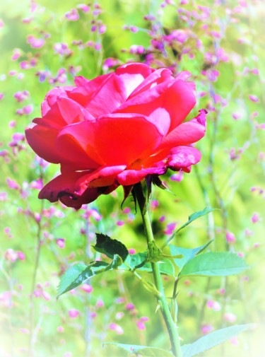 Fotografie mit dem Titel "Rose Normandie" von Artcouleur S, Original-Kunstwerk, Digitale Fotografie