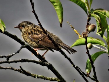 Photographie intitulée "Oiseau sur une bran…" par Artcouleur S, Œuvre d'art originale, Photographie numérique
