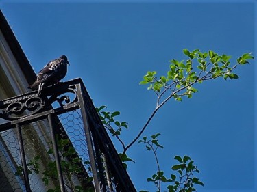 Photographie intitulée "Pigeon sur un balcon" par Artcouleur S, Œuvre d'art originale, Photographie numérique