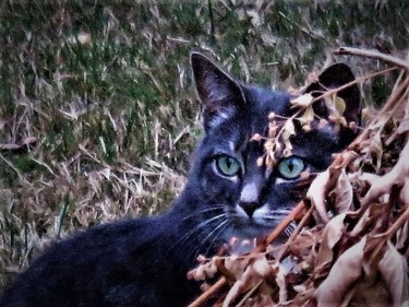 Photographie intitulée "Chat III" par Artcouleur S, Œuvre d'art originale, Photographie numérique