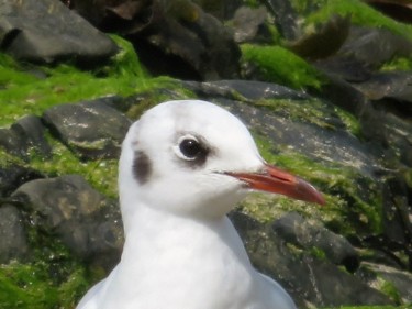 Photographie intitulée "Mouette Normandie II" par Artcouleur S, Œuvre d'art originale, Photographie numérique