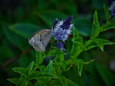 Photography titled "Papillon" by Artcouleur S, Original Artwork, Digital Photography