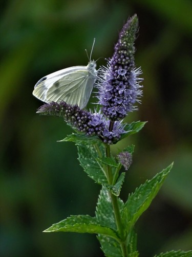 Φωτογραφία με τίτλο "Papillon II" από Artcouleur S, Αυθεντικά έργα τέχνης, Ψηφιακή φωτογραφία