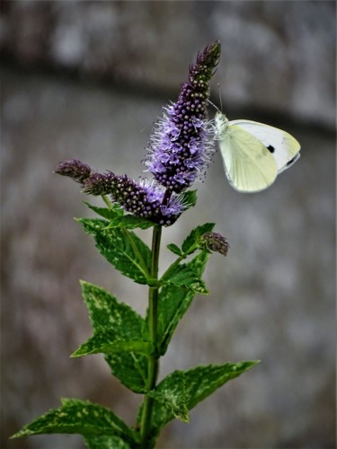 Photography titled "Papillon III" by Artcouleur S, Original Artwork, Digital Photography