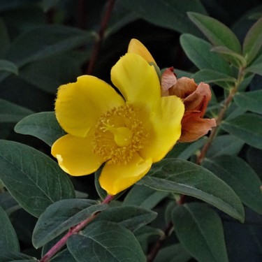 Photographie intitulée "Fleurs Normandie VII" par Artcouleur S, Œuvre d'art originale, Photographie numérique