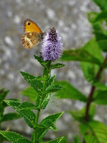 Photography titled "Fleur et papillon e…" by Artcouleur S, Original Artwork, Digital Photography