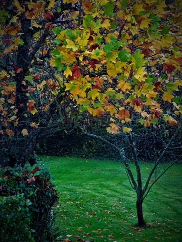 Photographie intitulée "Arbre en automne No…" par Artcouleur S, Œuvre d'art originale, Photographie numérique
