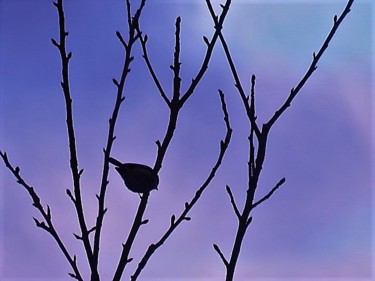 Фотография под названием "Oiseau sur une bran…" - Artcouleur S, Подлинное произведение искусства, Цифровая фотография
