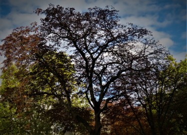 Fotografia intitulada "Arbres en Automne" por Artcouleur S, Obras de arte originais, Fotografia digital