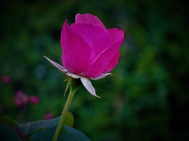 Photographie intitulée "Rose 2" par Artcouleur S, Œuvre d'art originale, Photographie numérique