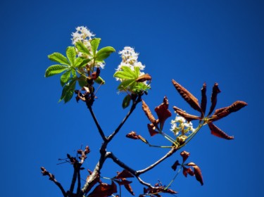 Photographie intitulée "Fleurs en été" par Artcouleur S, Œuvre d'art originale, Photographie numérique