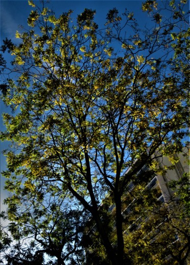 Photographie intitulée "Arbre en automne à…" par Artcouleur S, Œuvre d'art originale, Photographie numérique