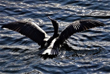 Photographie intitulée "Cormoran" par Artcouleur S, Œuvre d'art originale, Photographie numérique